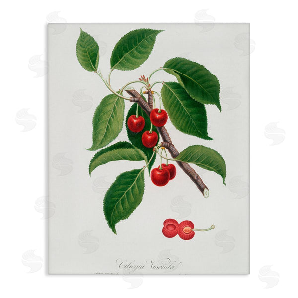 stupell industries Lettered and Lined | Latin Study of Cherry Plant Wall Art