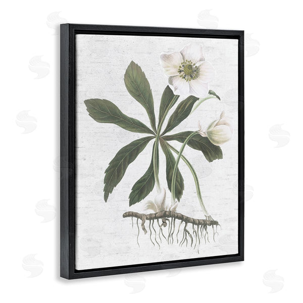 Stupell Industries Lettered And Lined | Magnolia Flower Study