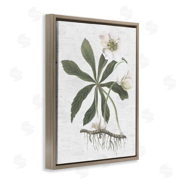 Stupell Industries Lettered And Lined | Magnolia Flower Study