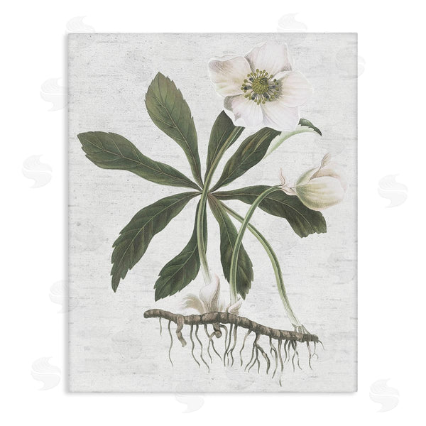 stupell industries Lettered and Lined | Magnolia Flower Study
