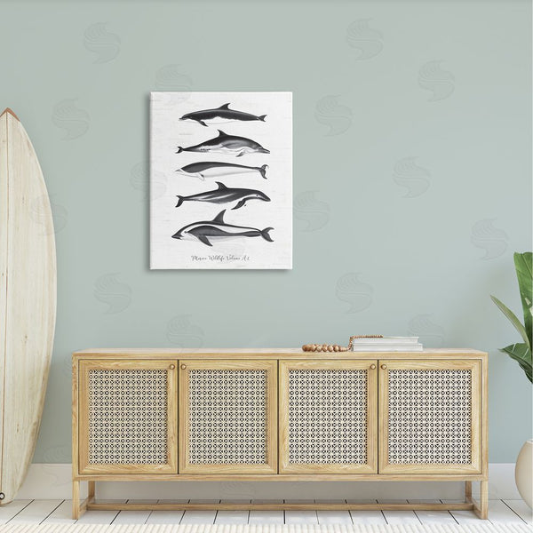 Stupell Industries Lettered And Lined | Marine Life Orca Whales Diagram Grainy Pattern Wall Art