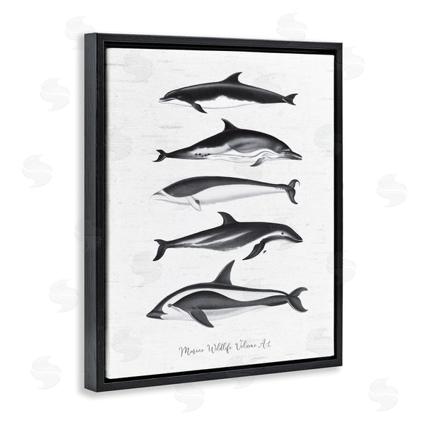 Stupell Industries Lettered And Lined | Marine Life Orca Whales Diagram Grainy Pattern Wall Art