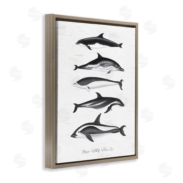Stupell Industries Lettered And Lined | Marine Life Orca Whales Diagram Grainy Pattern Wall Art