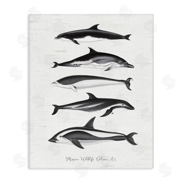 stupell industries Lettered and Lined | Marine Life Orca Whales Diagram Grainy Pattern Wall Art