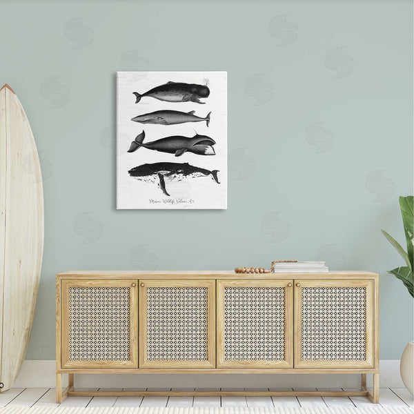 Stupell Industries Lettered And Lined | Marine Wildlife Whales Drawings Diagram Weathered Pattern Wall Art