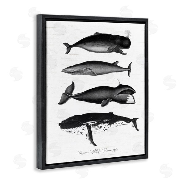 Stupell Industries Lettered And Lined | Marine Wildlife Whales Drawings Diagram Weathered Pattern Wall Art