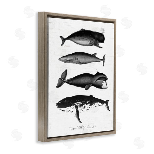 Stupell Industries Lettered And Lined | Marine Wildlife Whales Drawings Diagram Weathered Pattern Wall Art