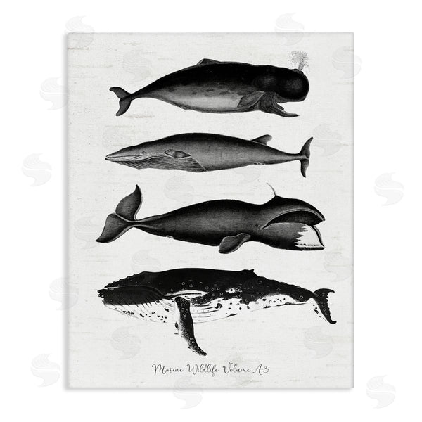 stupell industries Lettered and Lined | Marine Wildlife Whales Drawings Diagram Weathered Pattern Wall Art