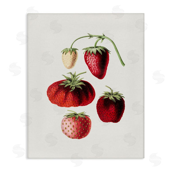 stupell industries Lettered and Lined | Natural Berries Study Wall Art