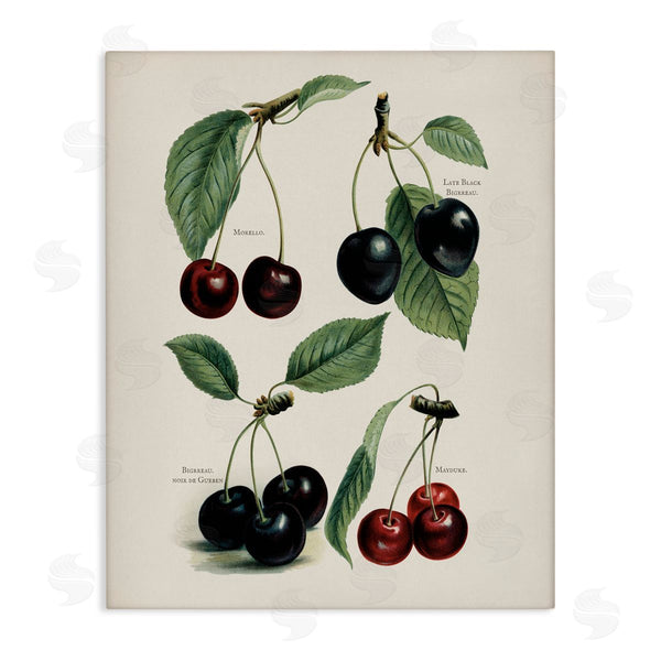 stupell industries Lettered and Lined | Natural Detailed Cherry Studies Wall Art