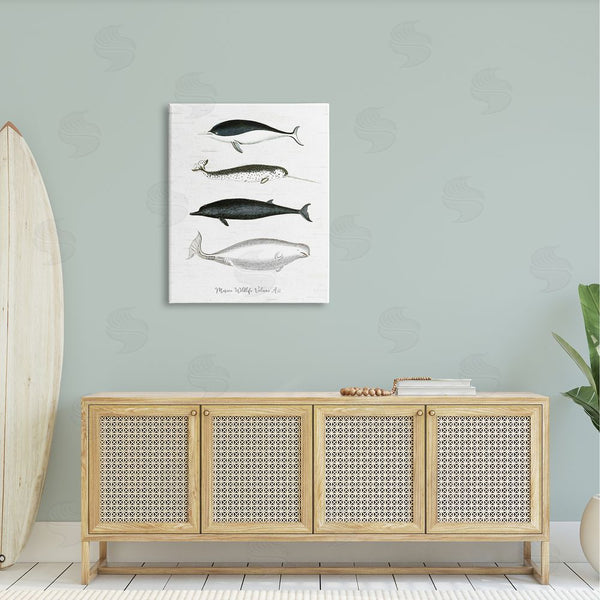 Stupell Industries Lettered And Lined | Nautical Sea Life Whales Narwhal Marine Drawings Wall Art