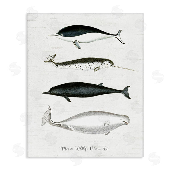 stupell industries Lettered and Lined | Nautical Sea Life Whales Narwhal Marine Drawings Wall Art