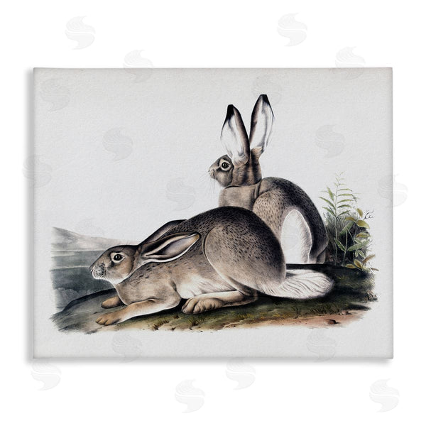 stupell industries Lettered and Lined | Rabbit Duo Gazing Animals Wall Art