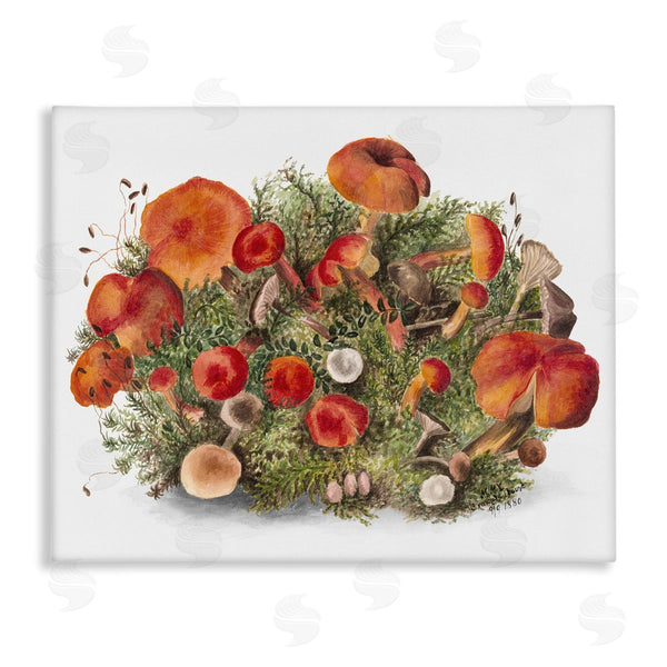stupell industries Lettered and Lined | Rustic Cottage Mushrooms