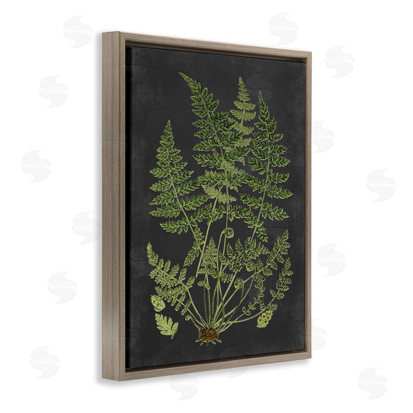 Stupell Industries Lettered And Lined | Scientific Botanical Fern Drawing