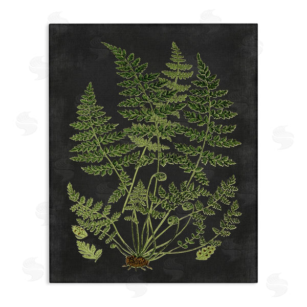 stupell industries Lettered and Lined | Scientific Botanical Fern Drawing