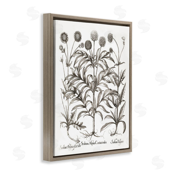 Stupell Industries Lettered And Lined | Scientific Vintage Flowers
