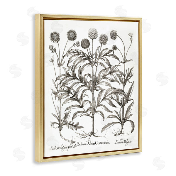 Stupell Industries Lettered And Lined | Scientific Vintage Flowers