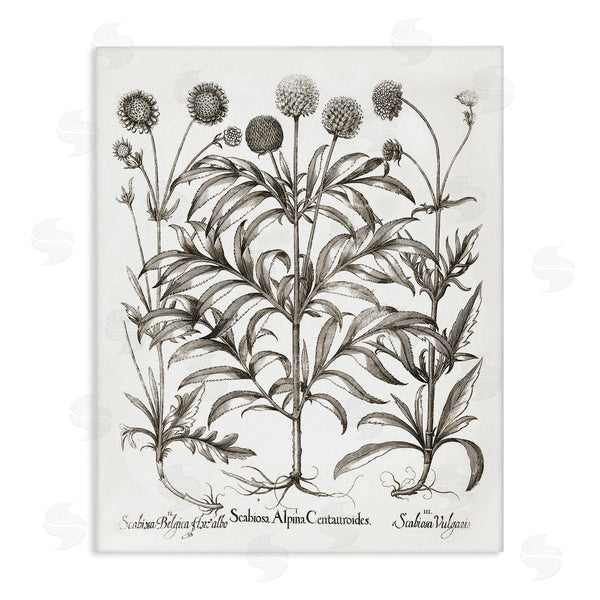 stupell industries Lettered and Lined | Scientific Vintage Flowers