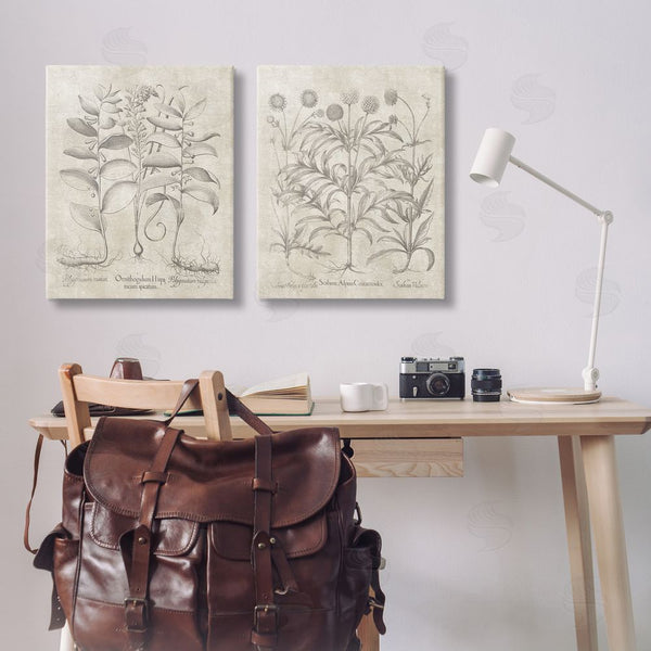Stupell Industries Lettered And Lined | Soft Botanical Study Wall Art