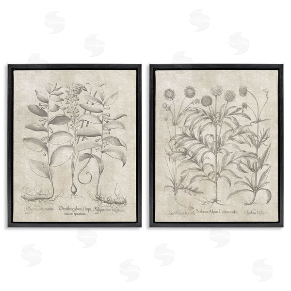 Stupell Industries Lettered And Lined | Soft Botanical Study Wall Art