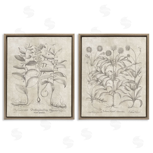 Stupell Industries Lettered And Lined | Soft Botanical Study Wall Art