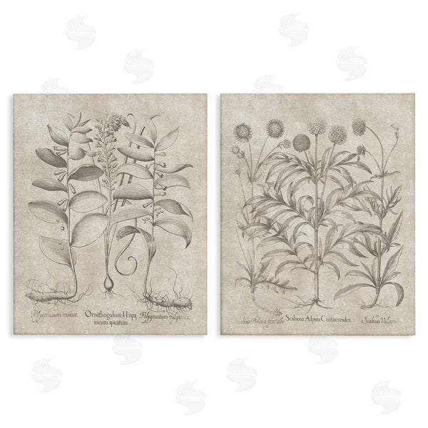 stupell industries Lettered and Lined | Soft Botanical Study Wall Art