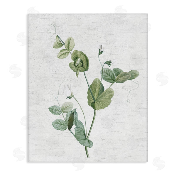 stupell industries Lettered and Lined | Soft Country Botanical