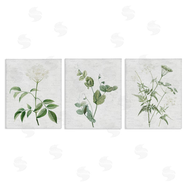stupell industries Lettered and Lined | Soft White Botanicals