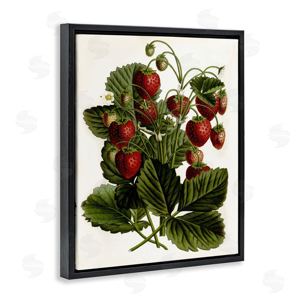 Stupell Industries Lettered And Lined | Strawberry Plant Study