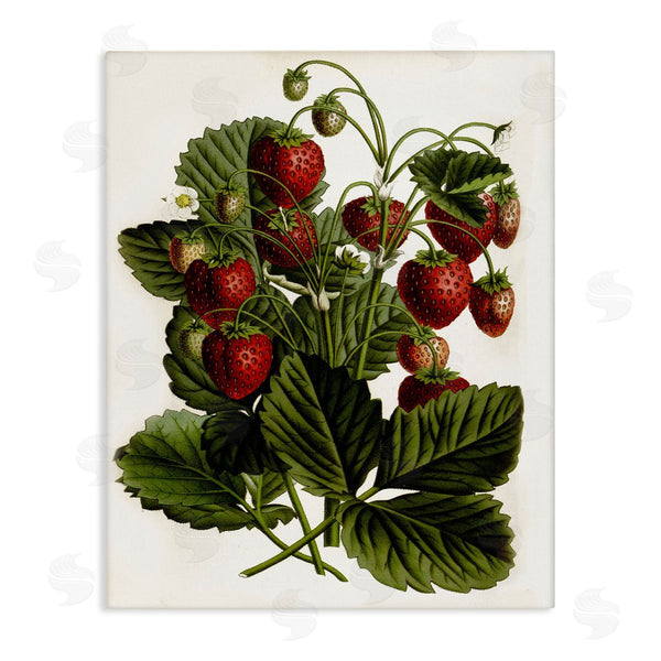 stupell industries Lettered and Lined | Strawberry Plant Study