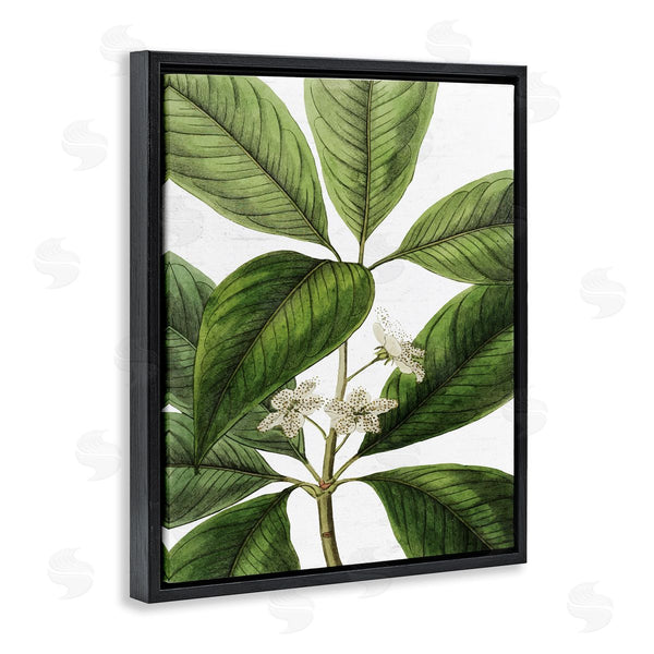 Stupell Industries Lettered And Lined | Tristania Conferta Flower Large Leaf Vegetation Botanical Print Wall Art