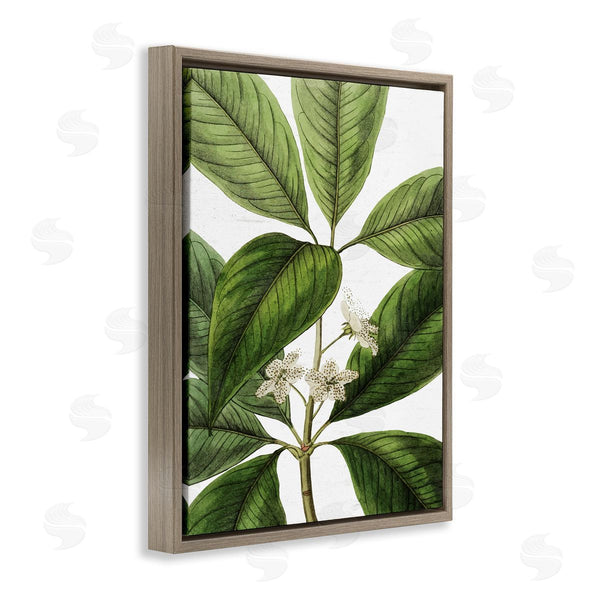 Stupell Industries Lettered And Lined | Tristania Conferta Flower Large Leaf Vegetation Botanical Print Wall Art