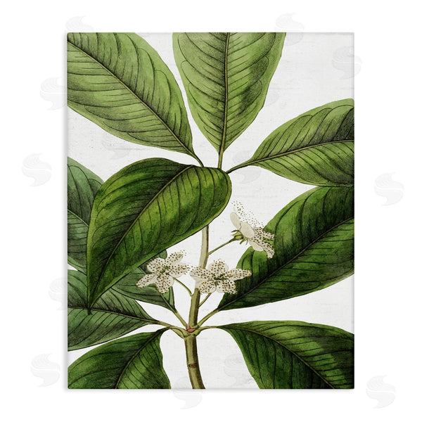 stupell industries Lettered and Lined | Tristania Conferta Flower Large Leaf Vegetation Botanical Print Wall Art