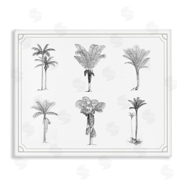 stupell industries Lettered and Lined | Various Palm Tree Types Vintage Wall Art