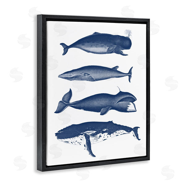 Stupell Industries Lettered And Lined | Various Whales Types Sea Life Detailed Illustrations Wall Art