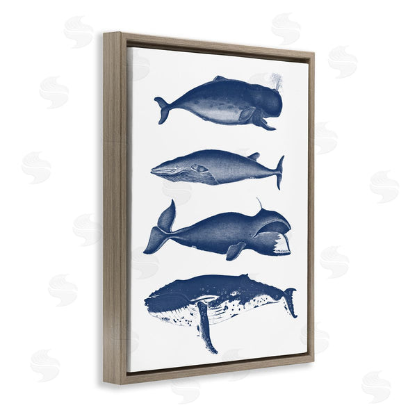 Stupell Industries Lettered And Lined | Various Whales Types Sea Life Detailed Illustrations Wall Art