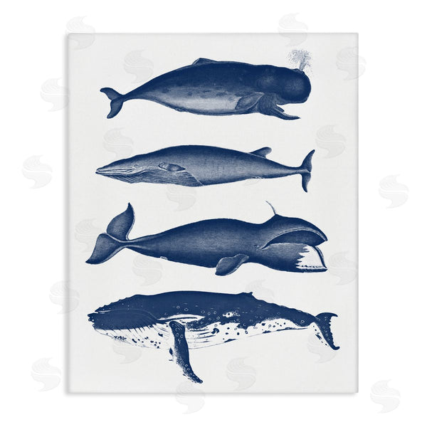 stupell industries Lettered and Lined | Various Whales Types Sea Life Detailed Illustrations Wall Art