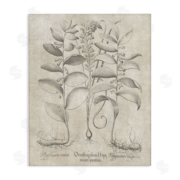 stupell industries Lettered and Lined | Vintage Botanical Herb