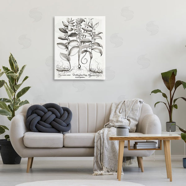 Stupell Industries Lettered And Lined | Vintage Botanical Root Study Wall Art