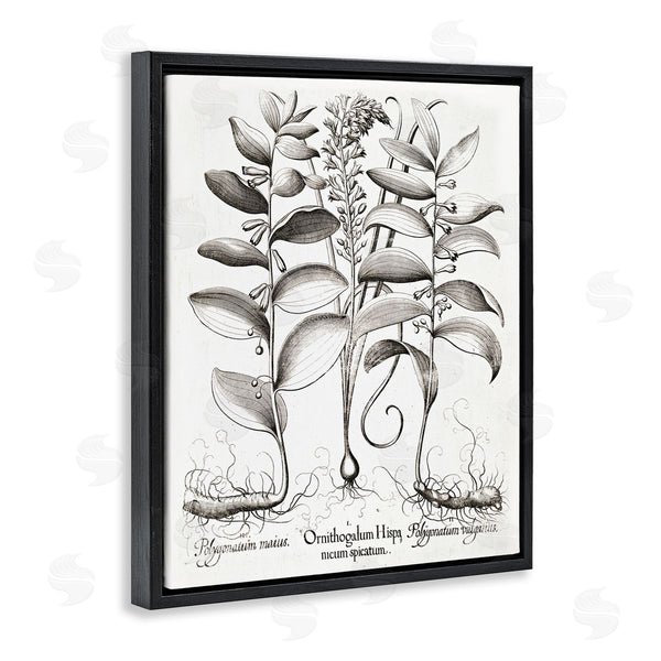 Stupell Industries Lettered And Lined | Vintage Botanical Root Study Wall Art