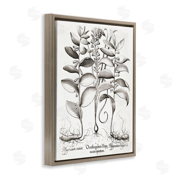 Stupell Industries Lettered And Lined | Vintage Botanical Root Study Wall Art