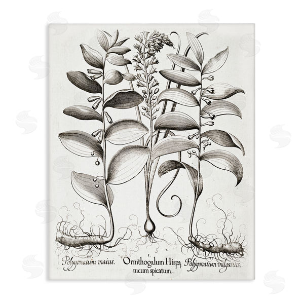 stupell industries Lettered and Lined | Vintage Botanical Root Study Wall Art
