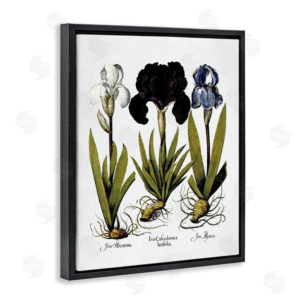 Stupell Industries Lettered And Lined | Vintage Iris Flowers