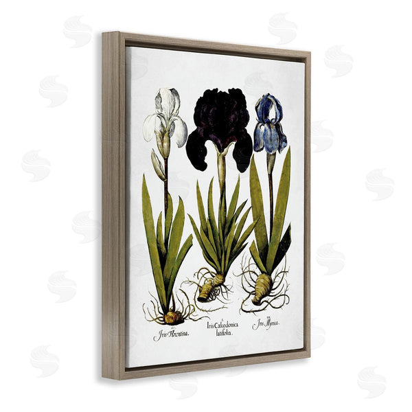 Stupell Industries Lettered And Lined | Vintage Iris Flowers