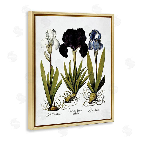 Stupell Industries Lettered And Lined | Vintage Iris Flowers