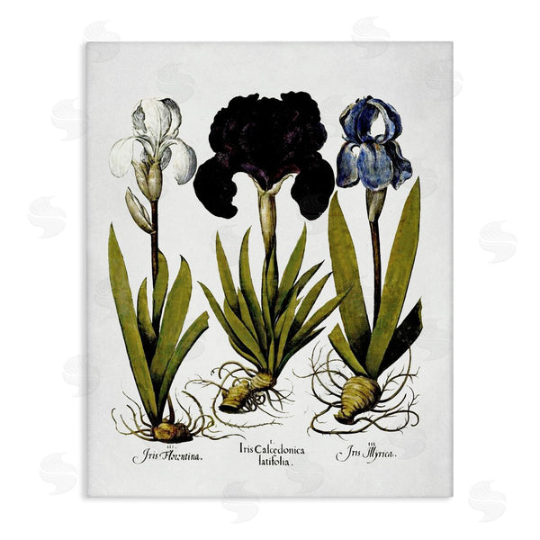 stupell industries Lettered and Lined | Vintage Iris Flowers