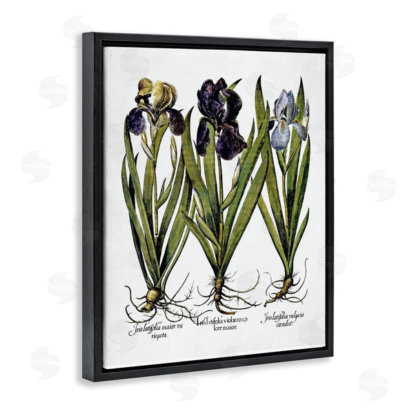 Stupell Industries Lettered And Lined | Vintage Iris Studies