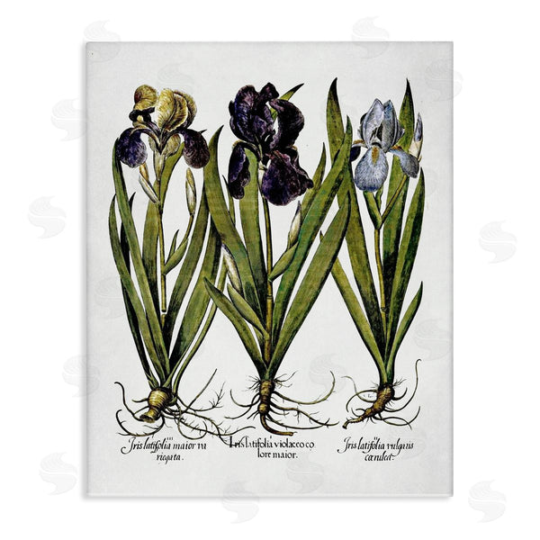 stupell industries Lettered and Lined | Vintage Iris Studies