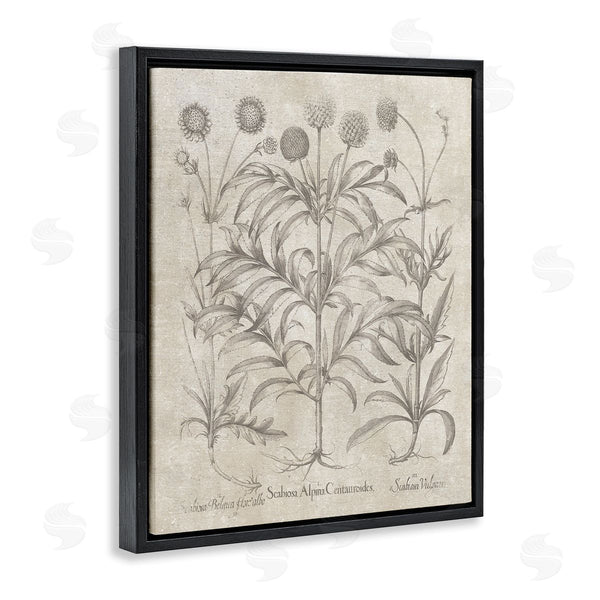 Stupell Industries Lettered And Lined | Vintage Plant Life